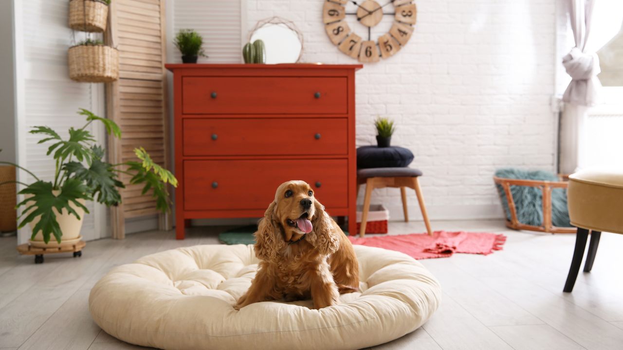 Experts says it's important to have a safe, quiet place for your dog to escape when having visitors during the holidays.