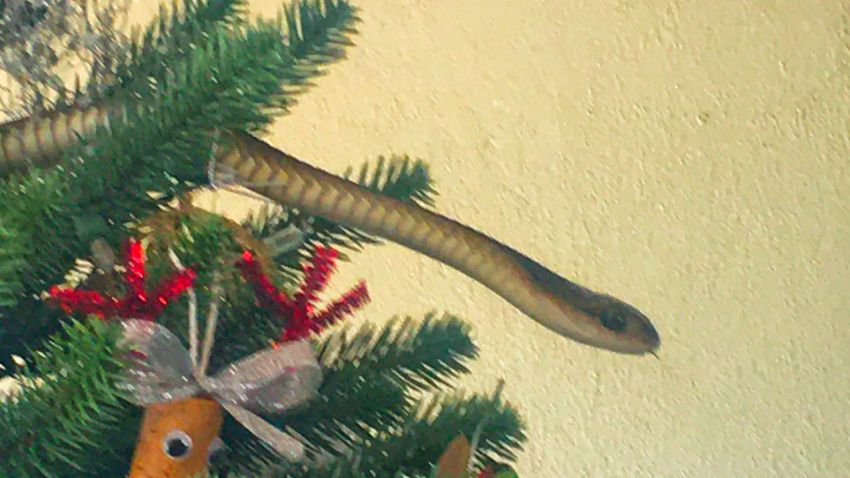 01 Christmas tree snake scli intl