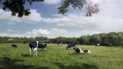 The group transformed into cows.