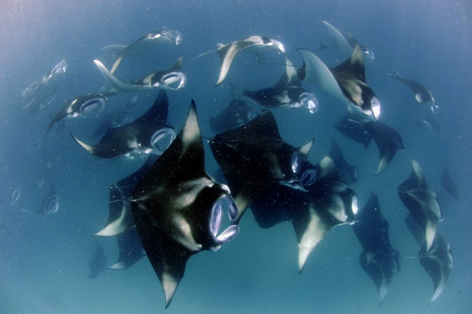 The Maldives, an island nation in the Indian Ocean, is home to the largest known population of reef manta rays in the world.