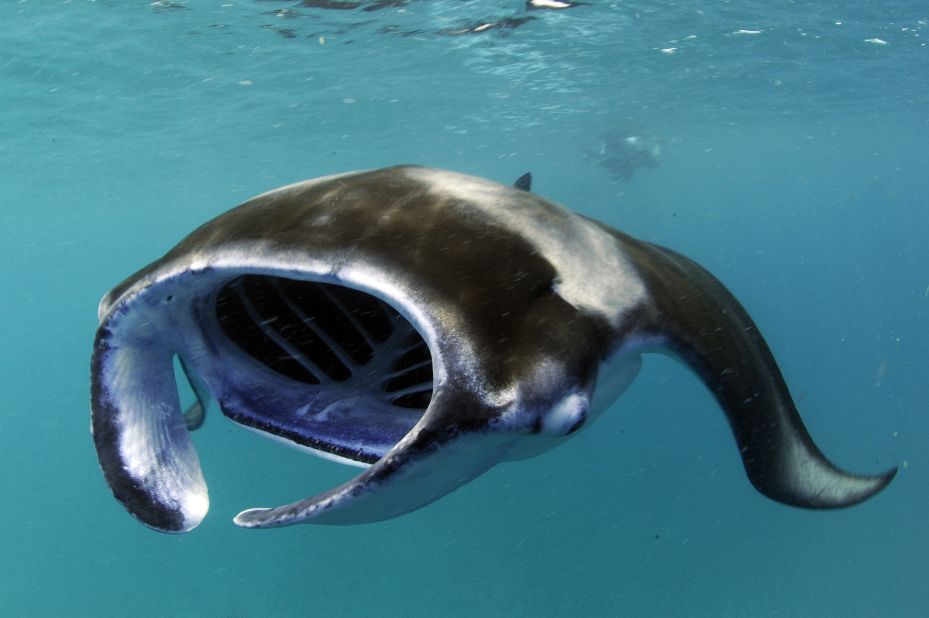 Reef manta rays are one of the largest ray species, averaging just over 10 feet wide. 
