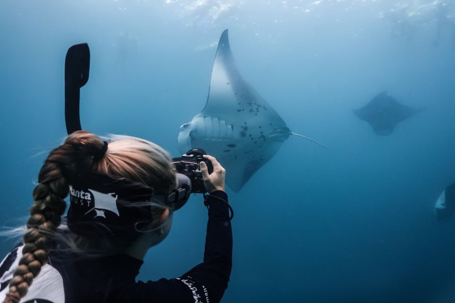 Tracking individual manta rays helps the Manta Trust to understand where they travel and how they make use of the environment. 