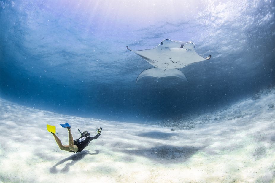 Researchers from the Manta Trust record data six days a week, for more than half the year. 