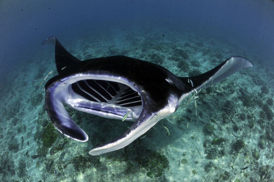 Mantas often visit the same spots,  known as cleaning stations, repeatedly. In these locations, they are cleaned by smaller fish  that eat parasites off their bodies.