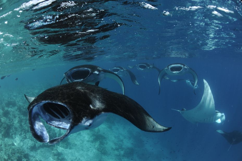 Much is still unknown about reef manta rays, but their lifespan is thought to be around 40 years, according to the Manta Trust. 