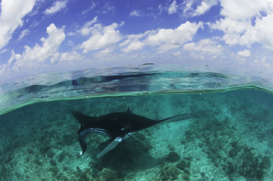 The Manta Trust's work has helped lead to legal habitat protection for mantas, and their inclusion on the Maldives' list of protected species.
