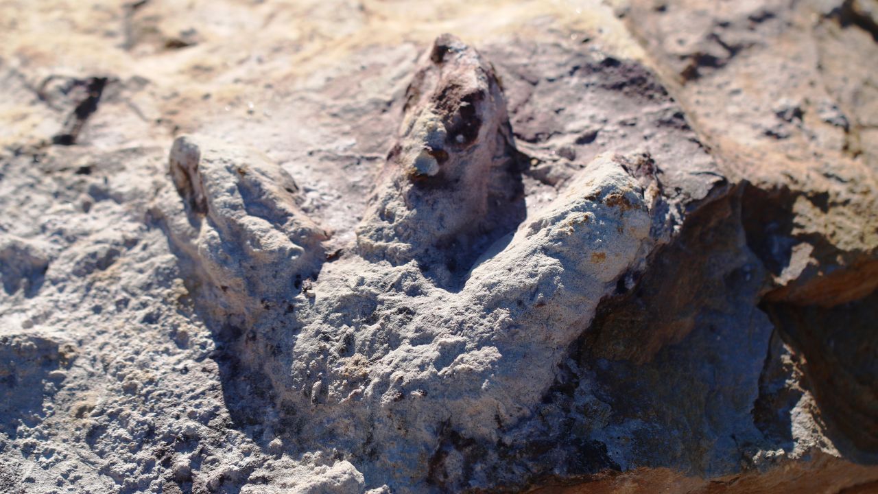 At least seven species feature among the tracks.