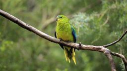The track features the birdsong of 53 of Australia's threatened bird species, including the Orange-Bellied Parrot, pictured here perching on a branch.