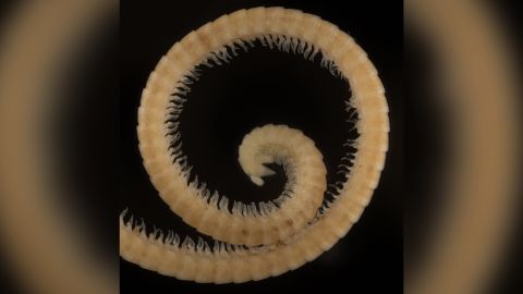 The first true millipede has 330 body segments and is  3.7 inches (9.5 centimeters) long.