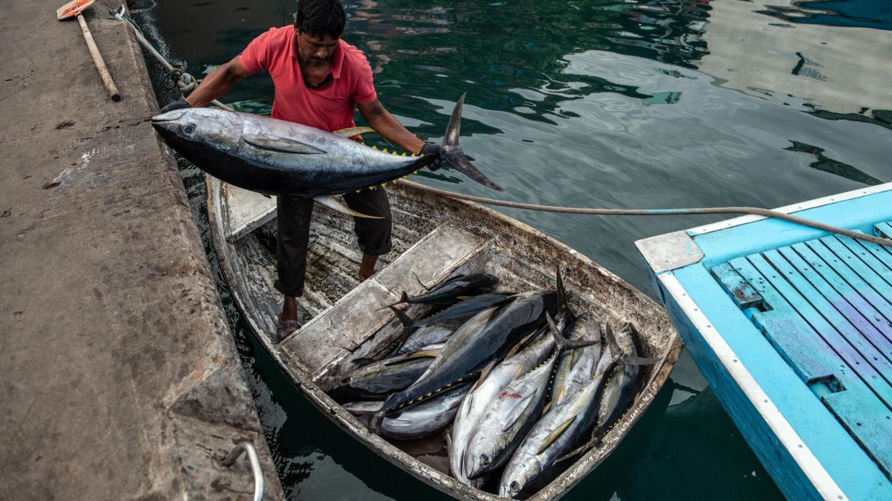 Unloading tuna catch in The Maldives.