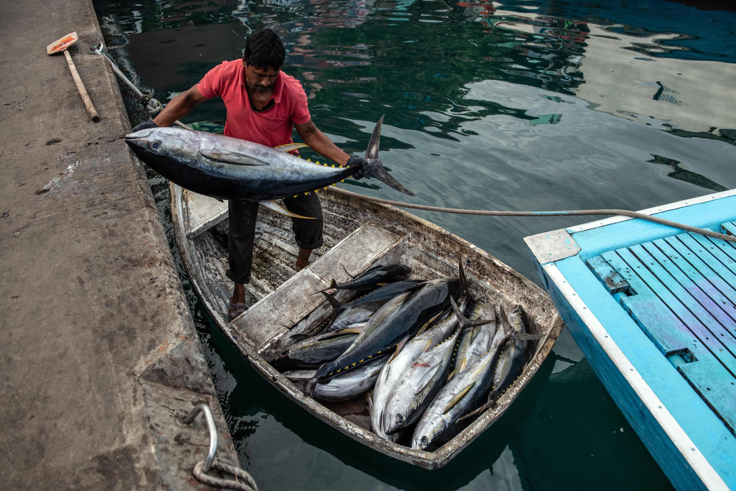 Greenpeace - Pole & Line Fishing in the Maldives