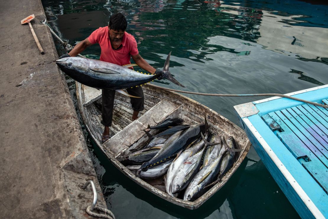 Unloading tuna catch in The Maldives.