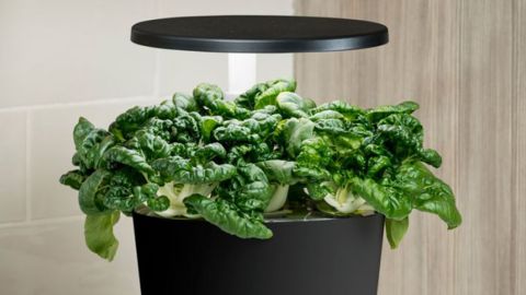 aerogarden