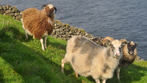 Sheep can be found all over the Faroe Islands. 