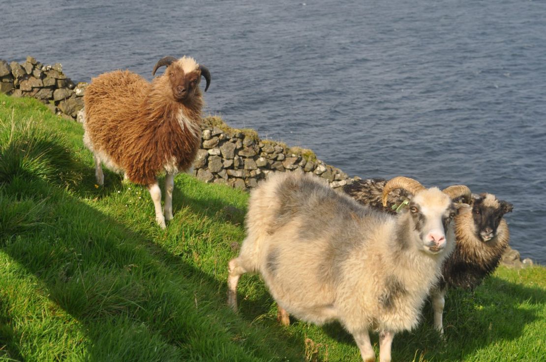 Sheep can be found all over the Faroe Islands.