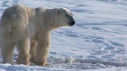 Amanpour Gavin Schmidt