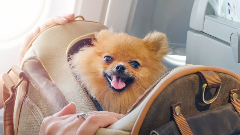 small dog carrier for plane