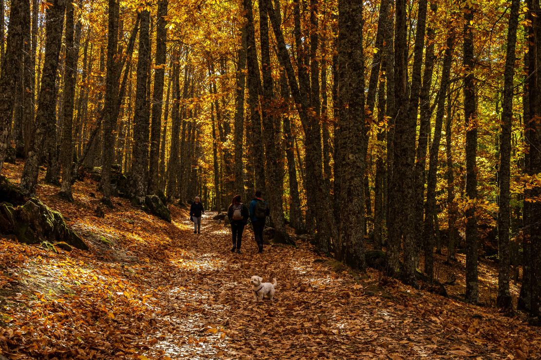 An outdoor walk in nature can go a long way to calm nerves. People walk with a dog through the chestnut grove of El Tiemblo, Spain.
