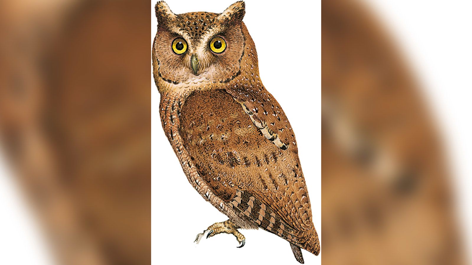 The Siau scops-owl was last spotted in 1866 in Indonesia.