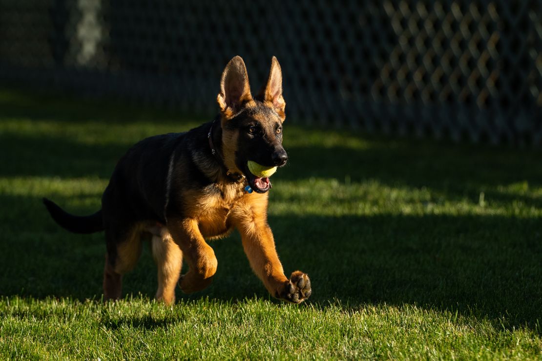 first puppy bidens white house