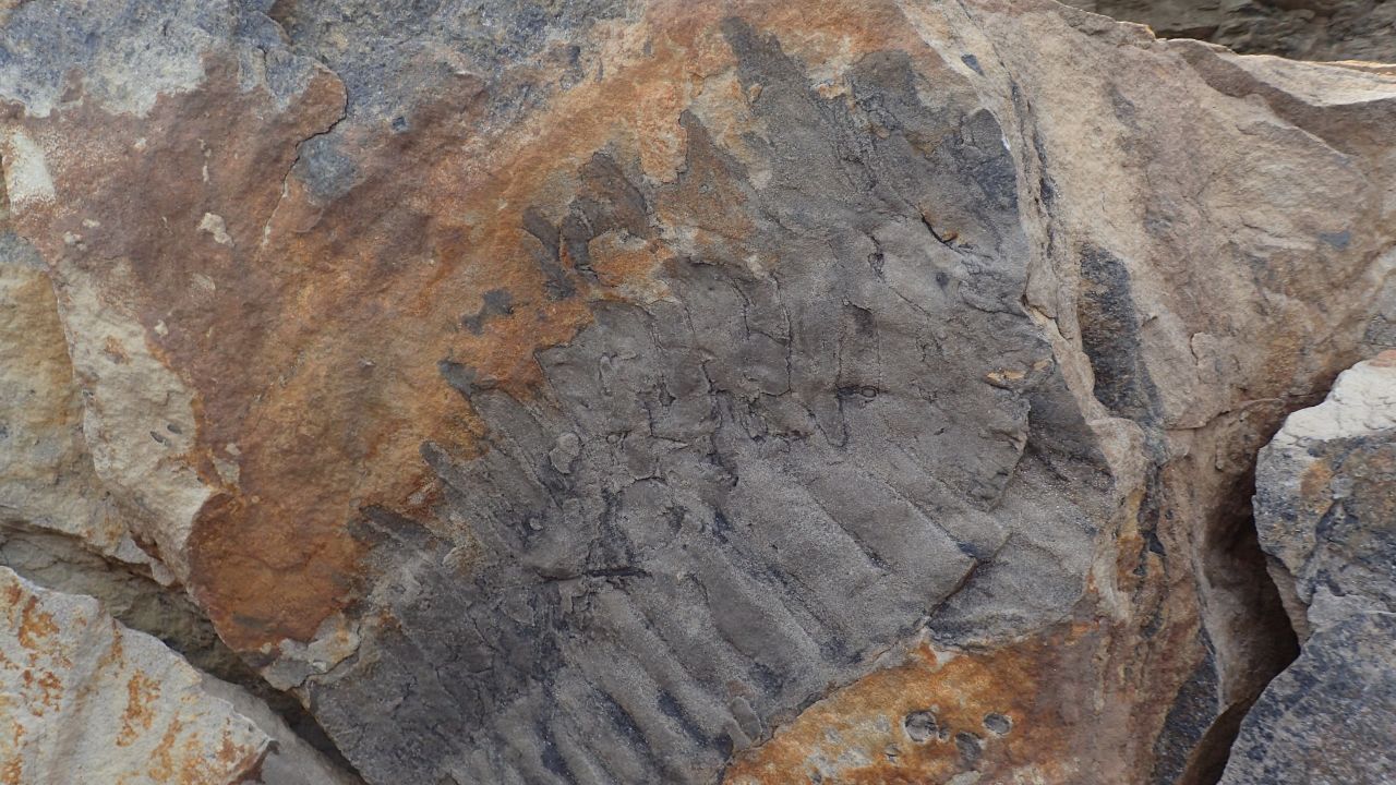 The fossil of the giant millipede was a fluke discovery. 