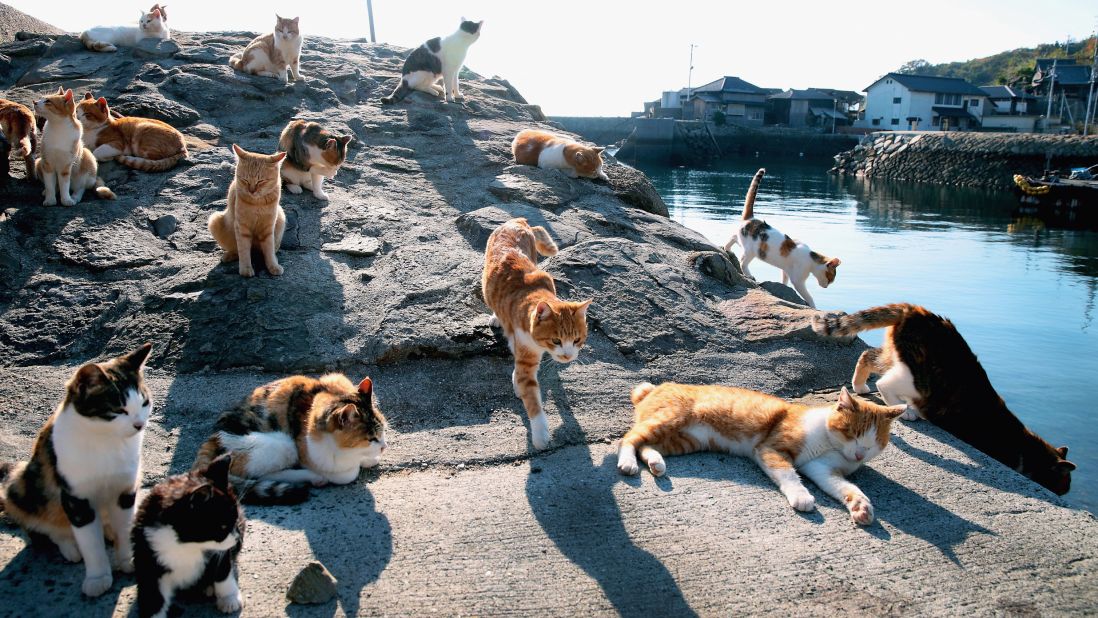 Japan, Shikoku island, Ehime region, Aoshima island, Cat island, local  tourist Stock Photo - Alamy