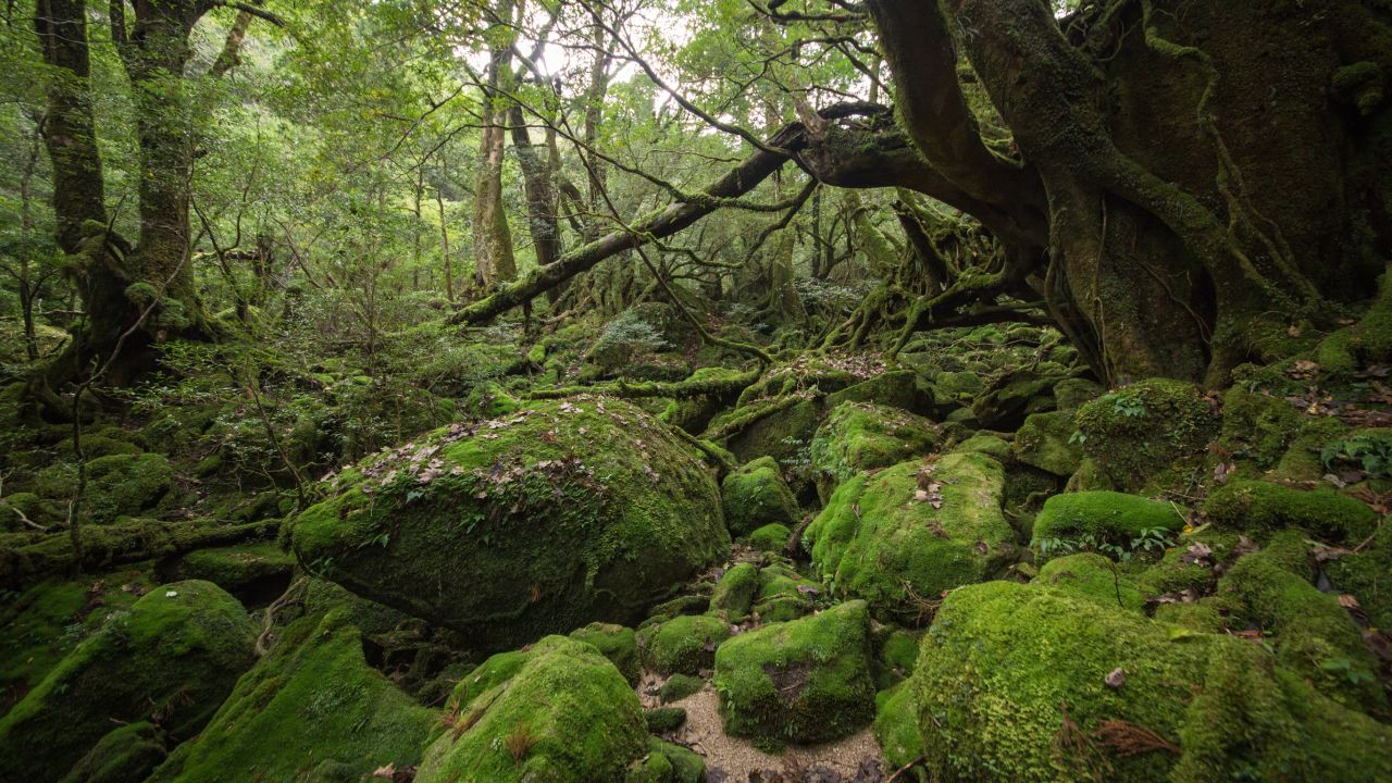 <strong>Yakushima:</strong> Subtropical Yakushima is home to the UNESCO-listed moss forest in Shiratani Unsuikyo.