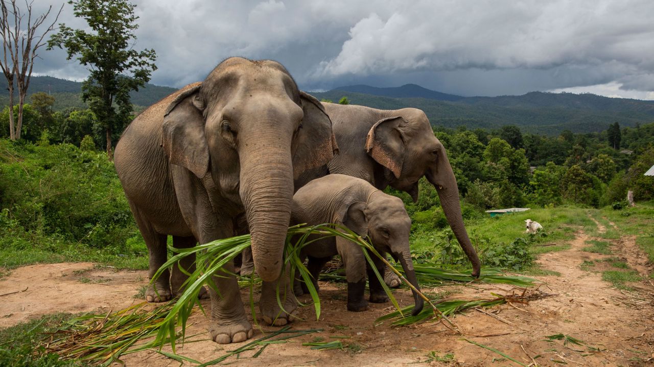 Elephants Boon Thong, 40, Ronaaldo, 1.6, and his mother Lersu, 30, stand on a hillside near the Mae Sapok Village on July 21, 2020 in Chiang Mai, Thailand. 
