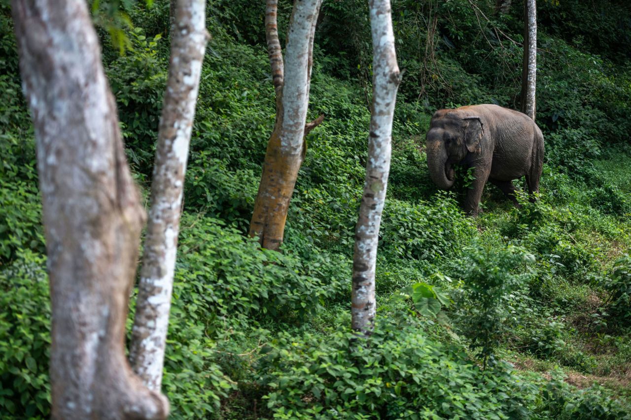 An elephant walks among vegetation at the Phuket Elephant Sanctuary on September 6, 2021 in Phuket, Thailand. 