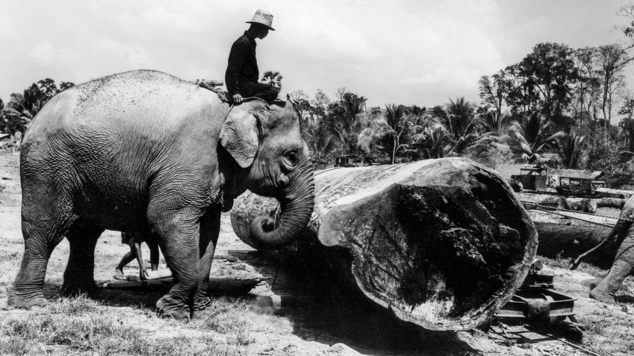 In the late 19th and early 20th centuries, many elephants were forced into hard labor in Thailand. 