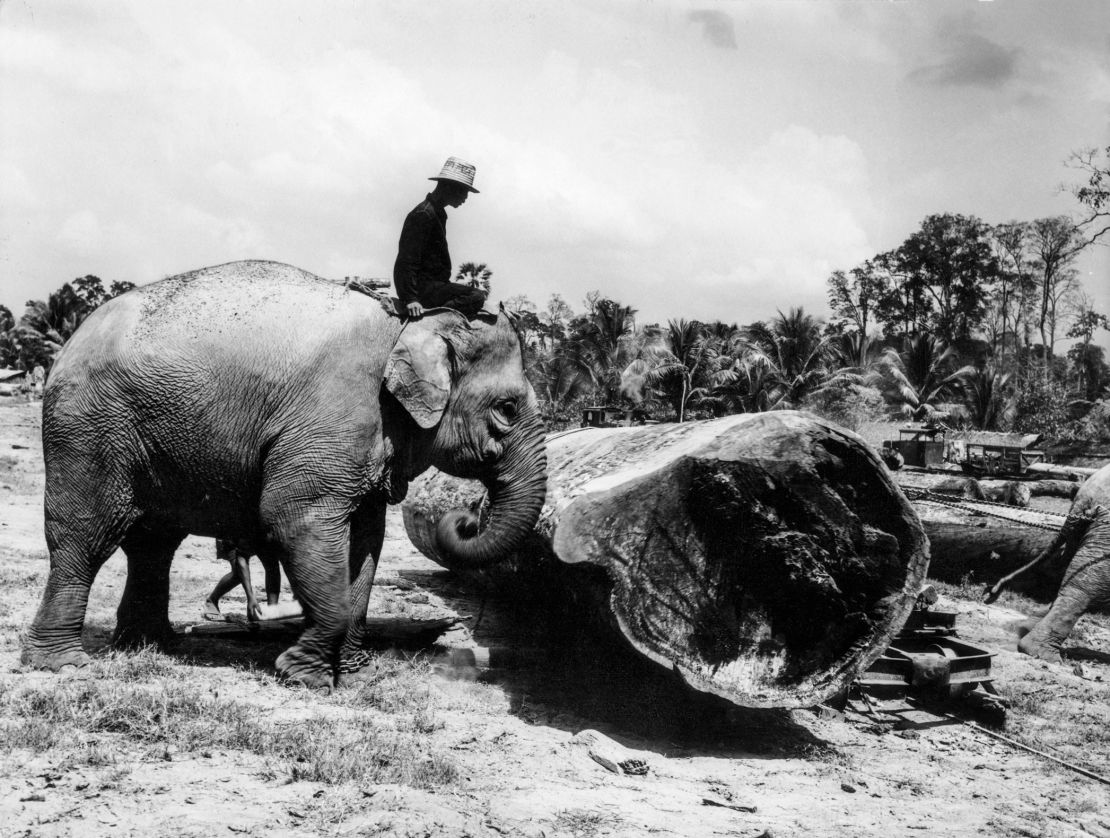 In the late 19th and early 20th centuries, many elephants were forced into hard labor in Thailand. 