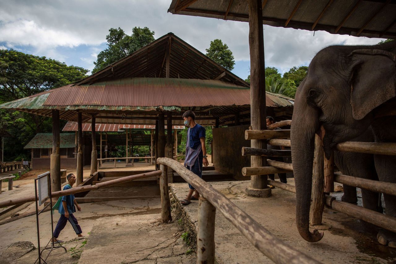 Thailand's elephant camps have suffered greatly due to the lack of tourists during the pandemic. 