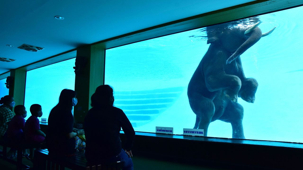 Visitors to Thailand's Khao Kheow Open Zoo view elephants through underwater windows in November 2021.  