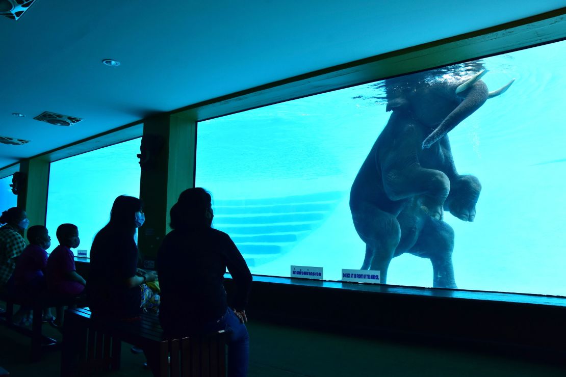 Visitors to Thailand's Khao Kheow Open Zoo view elephants through underwater windows in November 2021.  