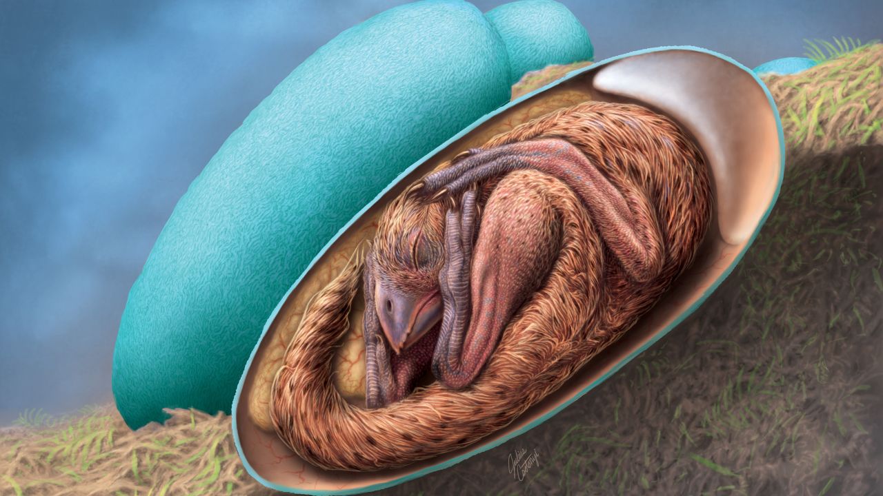 An illustration of a baby oviraptosaur curled up inside its egg is based on an exceptional fossilized dinosaur egg.