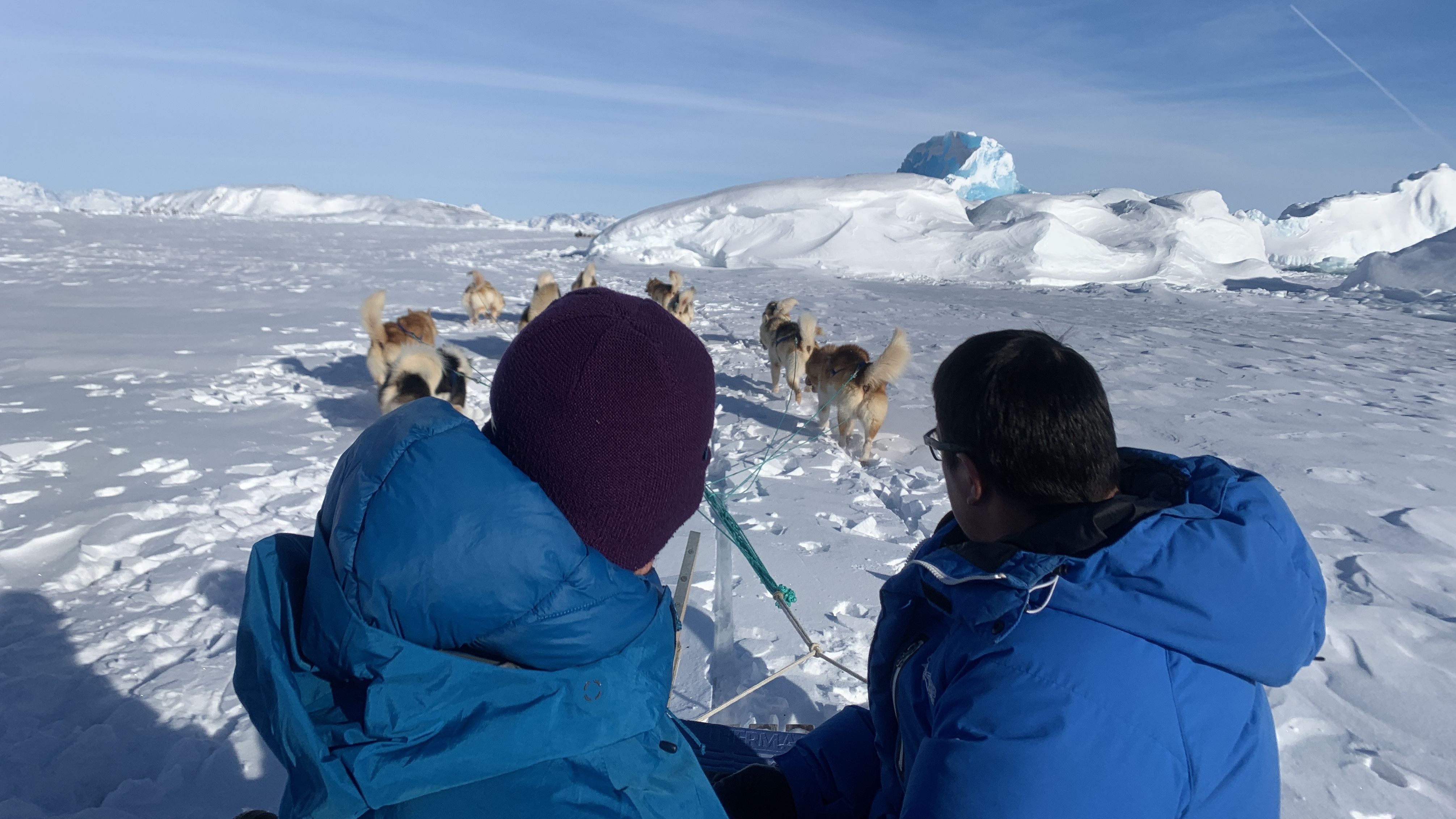 Greenlanders run their dogs in a fan formation instead of the neat pairs Alaskan mushers use. The fan allows Greenland dogs to spread their weight out on thin sea ice. 