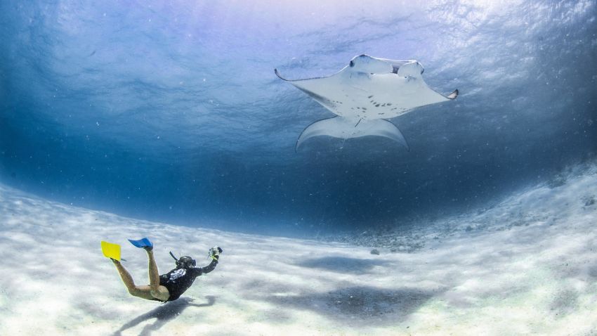 Researchers from the Manta Trust record data six days a week for more than half the year.