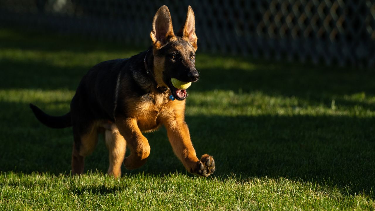 Commander is the Biden family's German shepherd puppy. He was given to the President as a birthday gift.