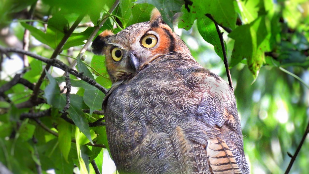 A Great Horned Owl spotted in Central Park on October 3.