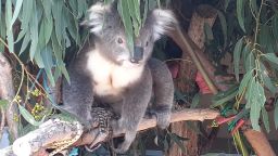 A koala is taken into rehabilitation from a timber plantation in Victoria, Australia after cases of alleged animal cruelty were discovered on the site. 