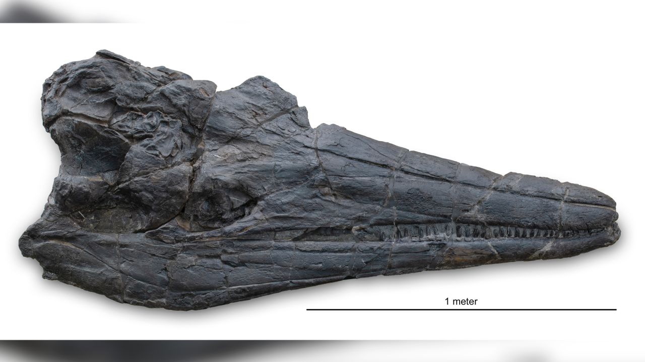 The skull of the new ichthyosaur species Cymbospondylus youngorum is nearly 2 meters long and weighs 45 tonnes