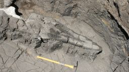 The giant skull of the ichthyosaur fossil -- an extinct marine reptile -- that has been discovered in the Augusta Mountains of Nevada
