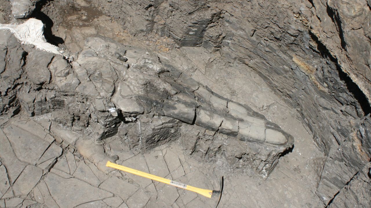 The giant skull of the ichthyosaur fossil -- an extinct marine reptile -- that has been discovered in the Augusta Mountains of Nevada.