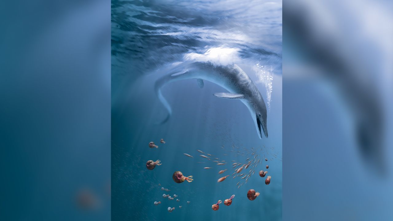 A life reconstruction of Cymbospondylus youngorum, in a Triassic ocean teeming with life. Ammonites and squid were abundant in this open ocean environment.