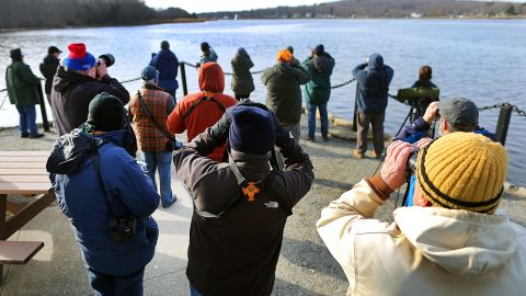 Birdwatchers and photographers try to catch a view of the Steller's sea eagle Tuesday in Dighton Rock State Park.