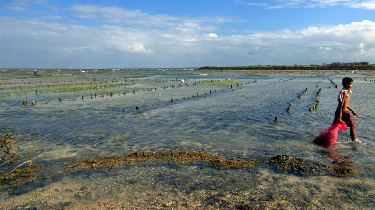 A traditional seaweed farm on a reef off the coast of Bali, Indonesia. 