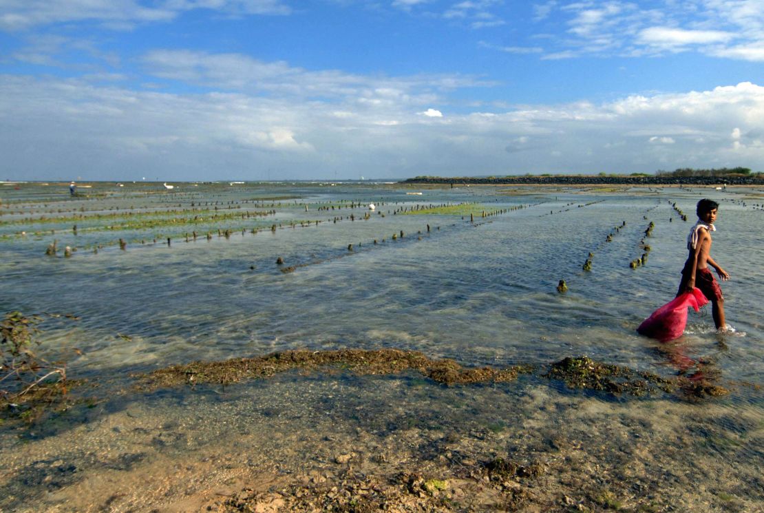 A traditional seaweed farm on a reef off the coast of Bali, Indonesia. 