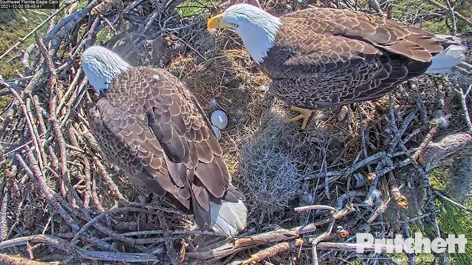 Harriet and her mate M15 guarding their eggs.