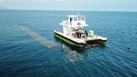 Sea6 Energy's prototype Sea Combine operates on a seaweed farm off the coast of Indonesia. 