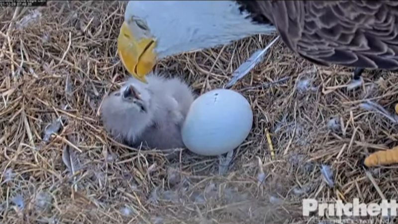 Heartwarming video shows bald eagle hatching